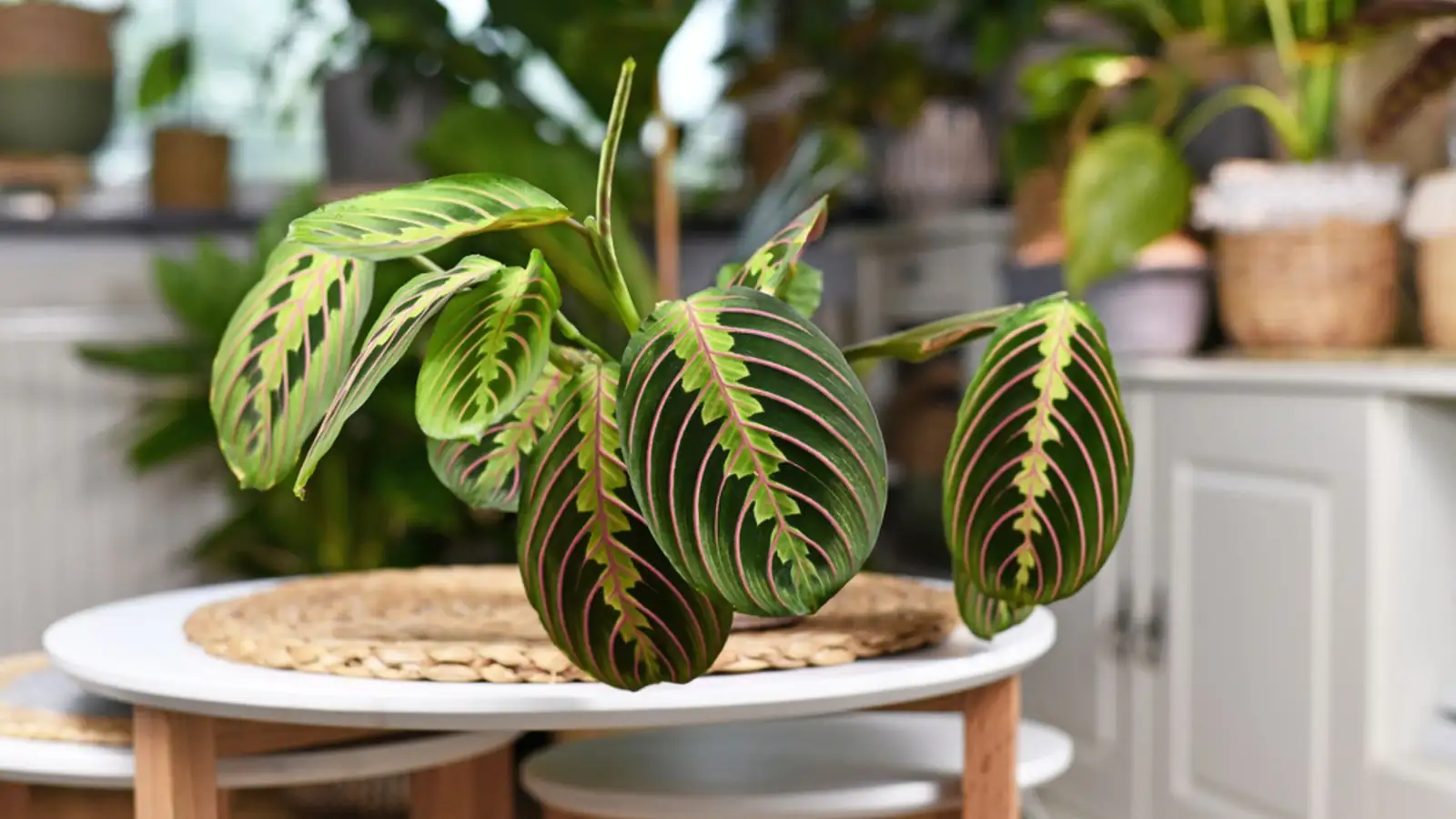 tropical houseplants in cozy room