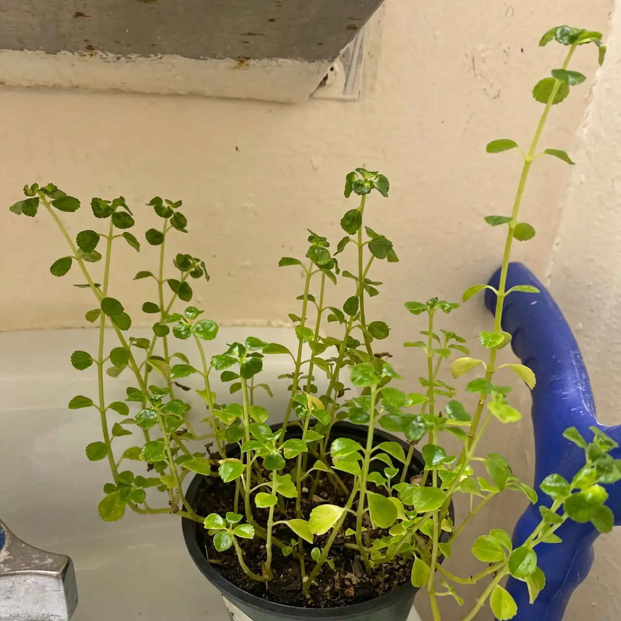 caring for baby tears plant