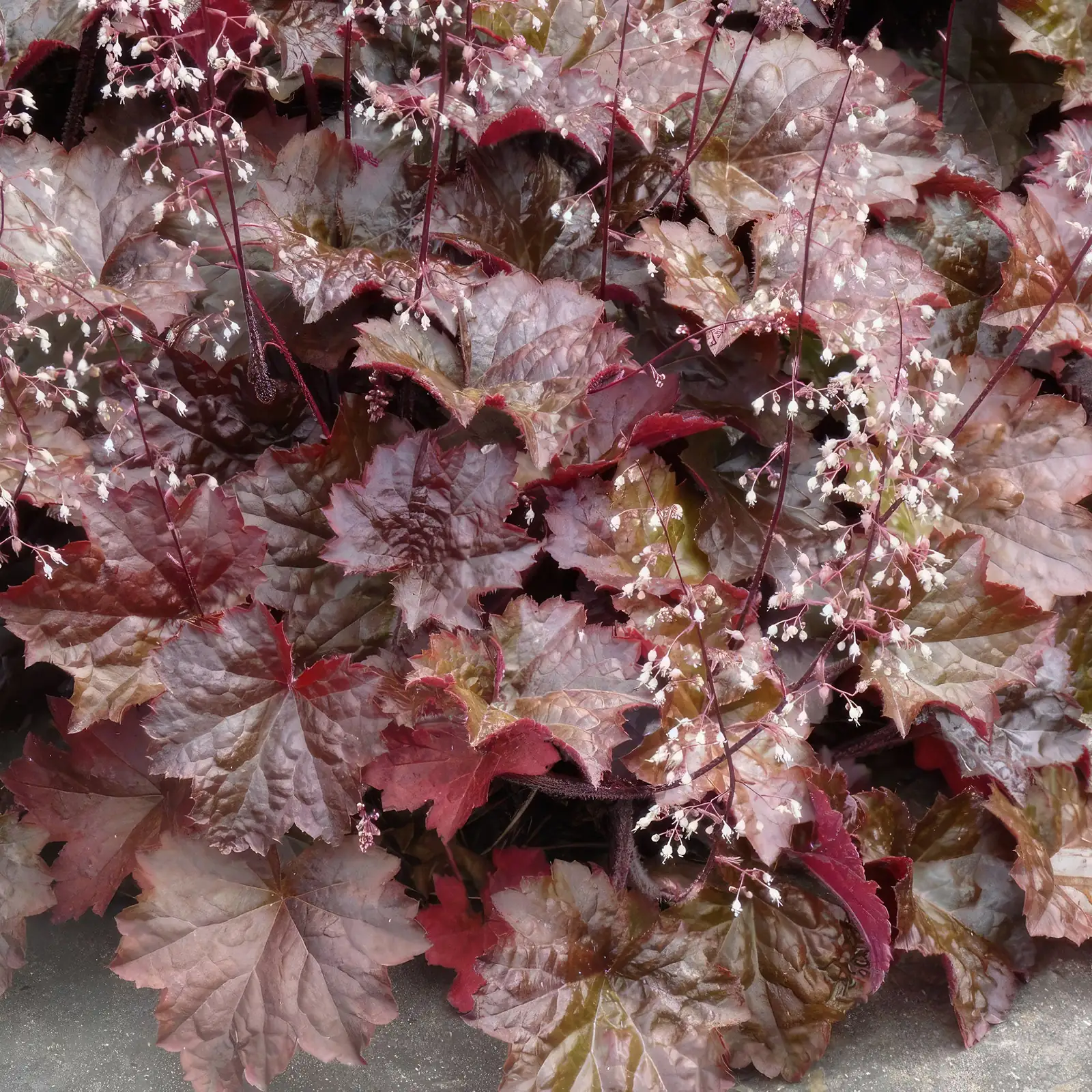 coral bells morning sun