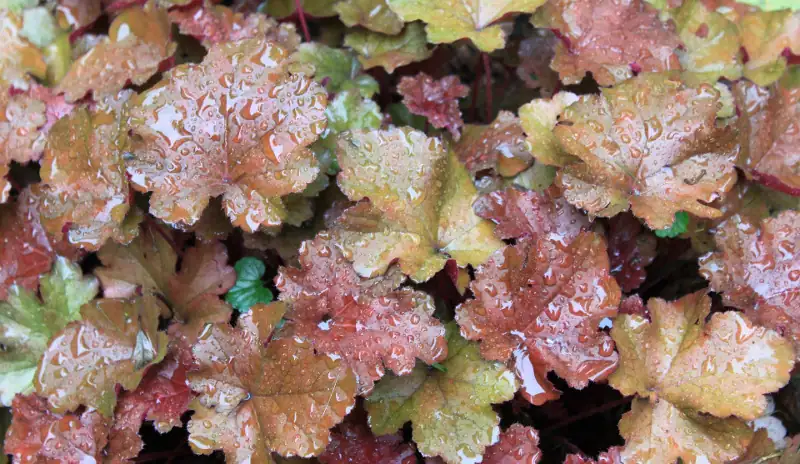 watering coral bells garden