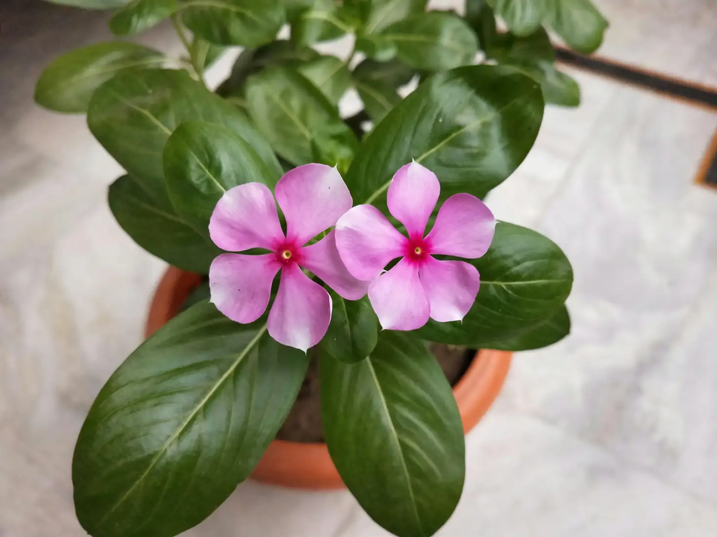 Madagascar Periwinkle indoor window placement