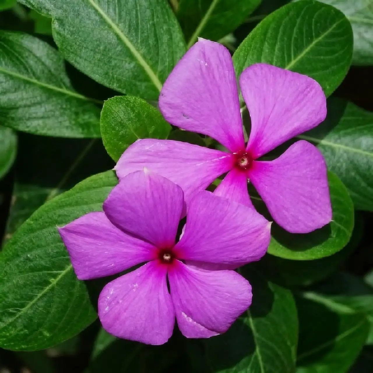 Madagascar Periwinkle soil preparation
