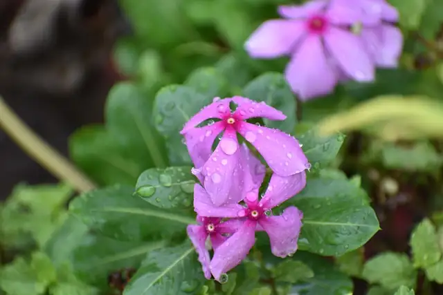Pruning Madagascar Periwinkle
