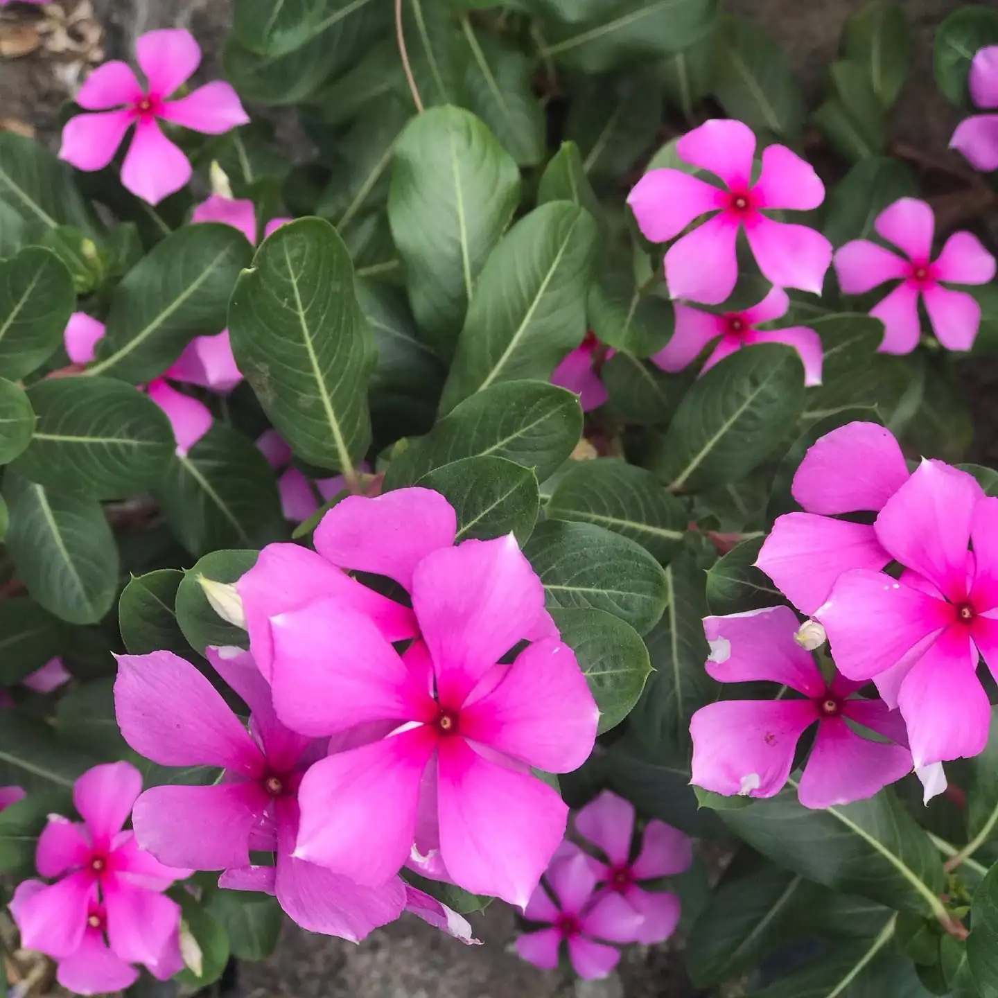Troubleshoot Like a Pro: Solving Common Pests and Problems of Madagascar Periwinkle