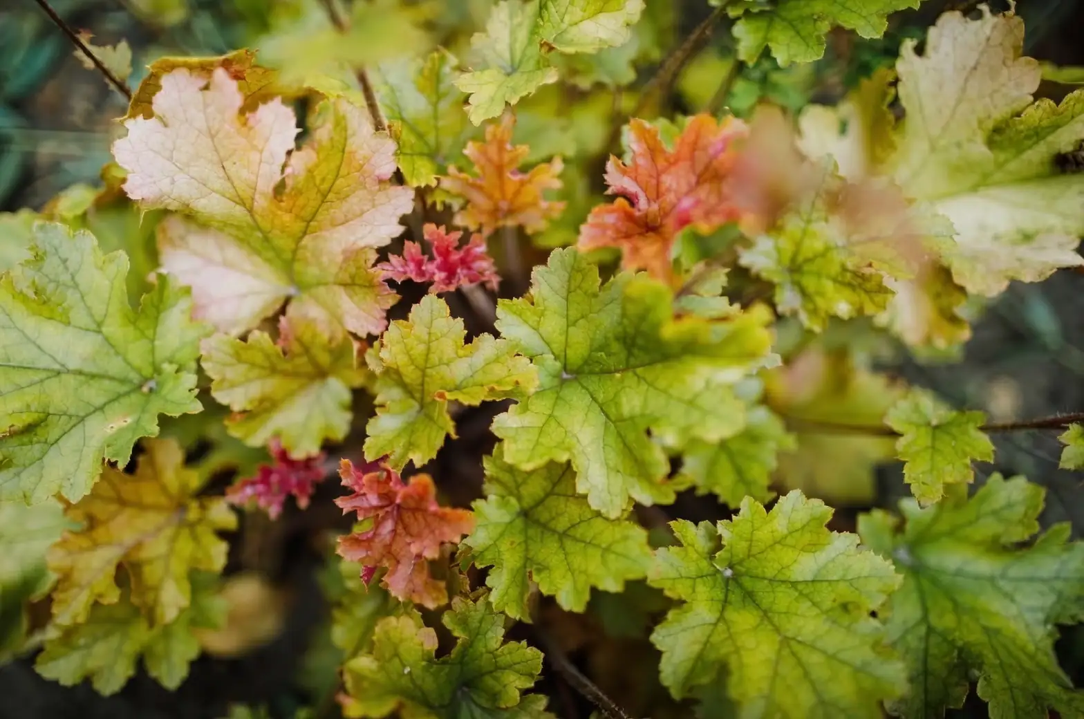 coral bells seasonal care