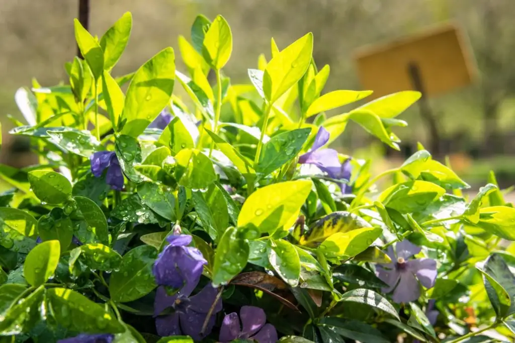periwinkle in well-draining soil
