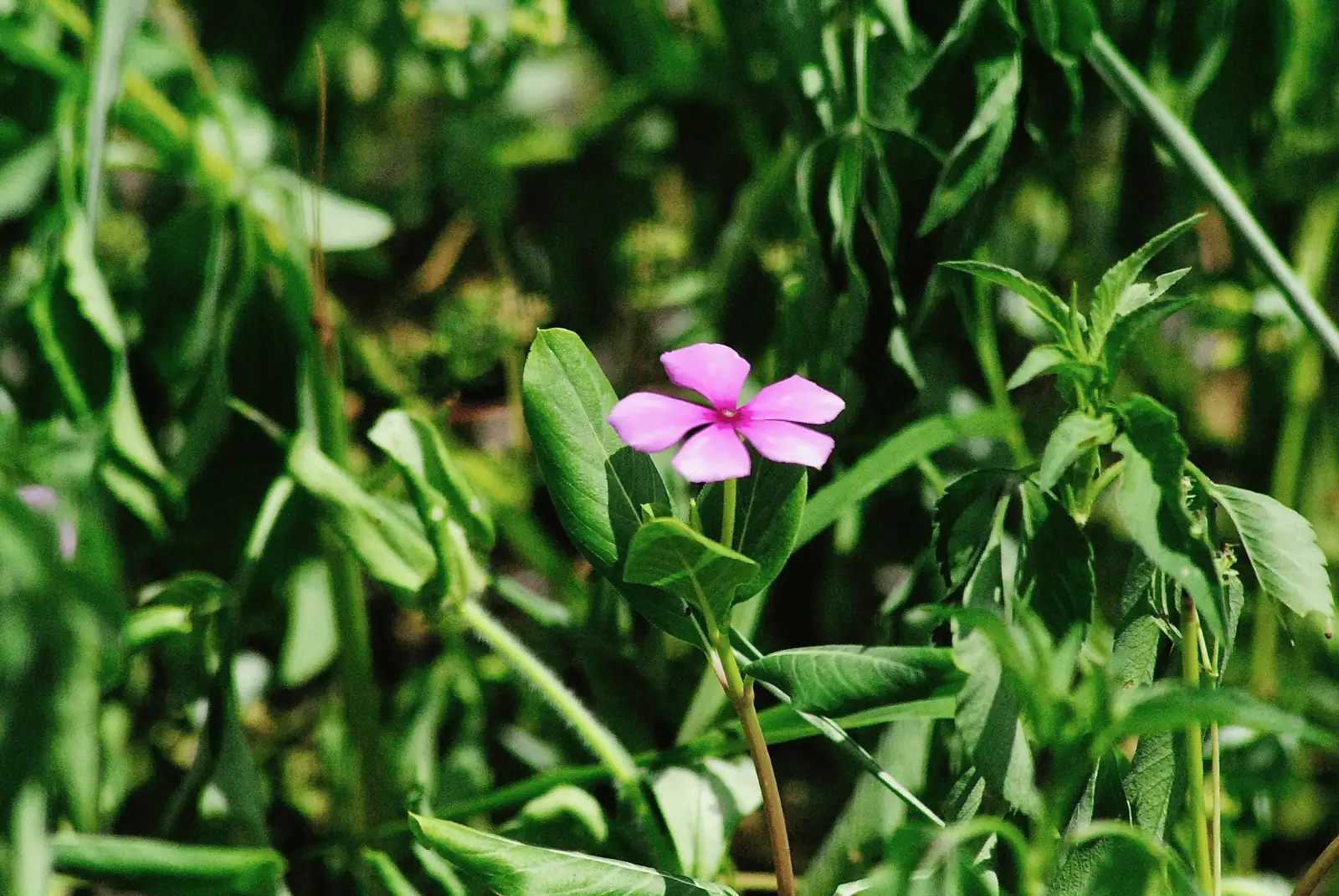 From Madagascar with Love: The Fascinating Journey of Catharanthus Roseus