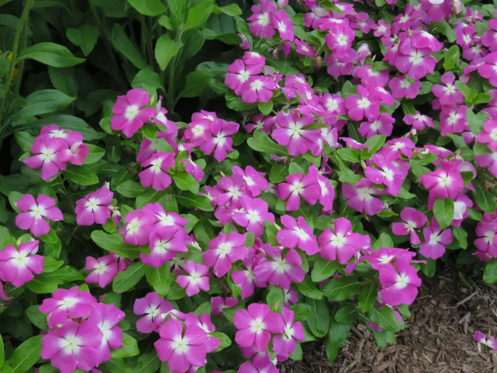 Madagascar periwinkle in garden setting