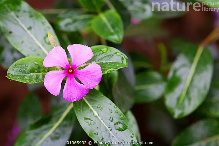 Madagascar periwinkle medicinal use