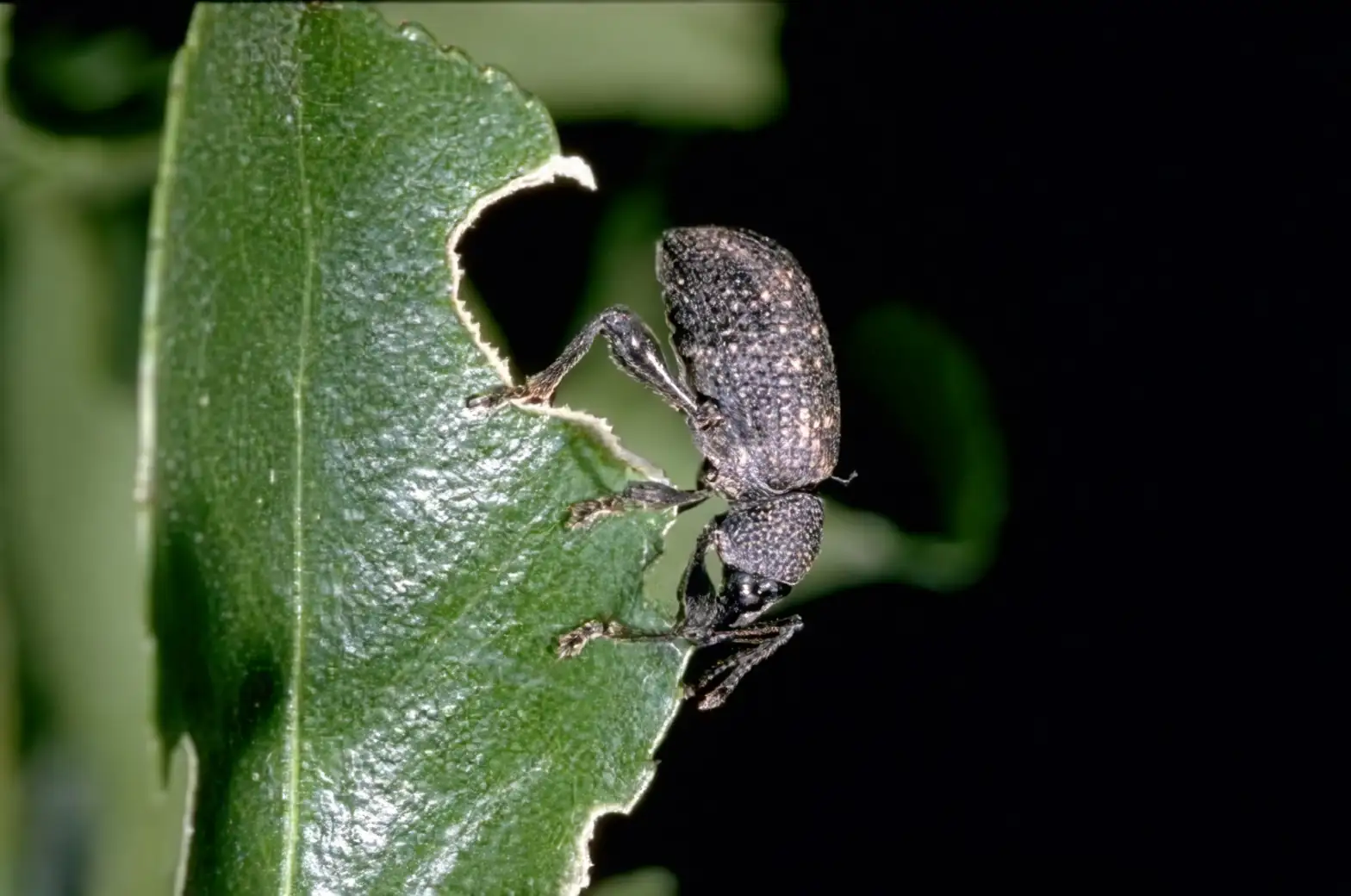 black vine weevil on leaf