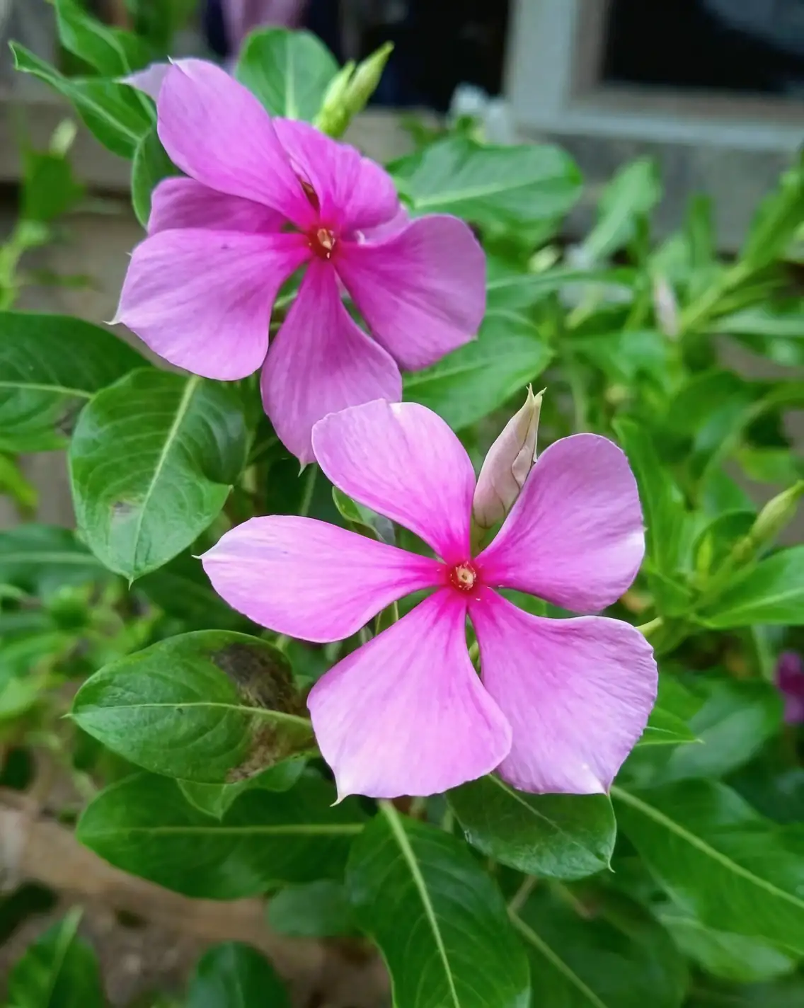 The Language of Flowers: Unveiling the Symbolic Meanings of Catharanthus Roseus