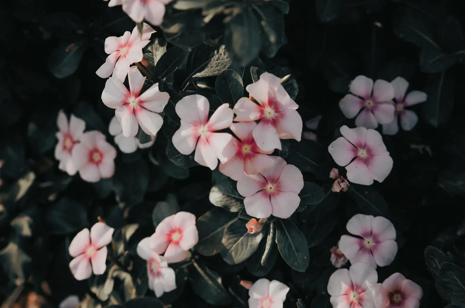 Madagascar periwinkle close-up flowers