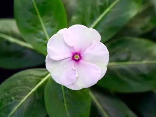 Madagascar periwinkle in celebration decor