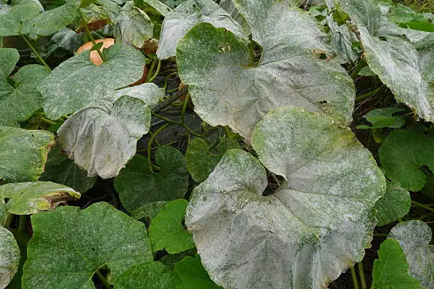 downy mildew on plant leaves