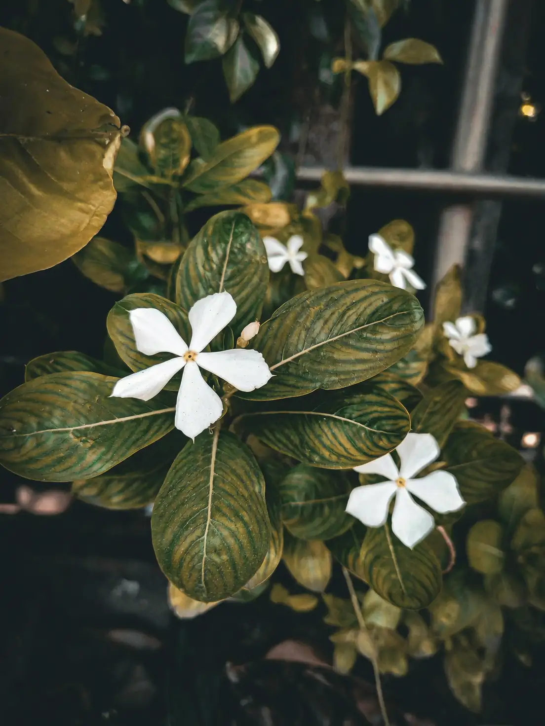 Madagascar periwinkle medicinal use