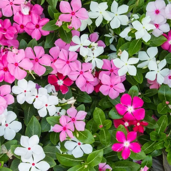 Designing with Periwinkle: Creative Ways to Use Catharanthus Roseus in Your Home