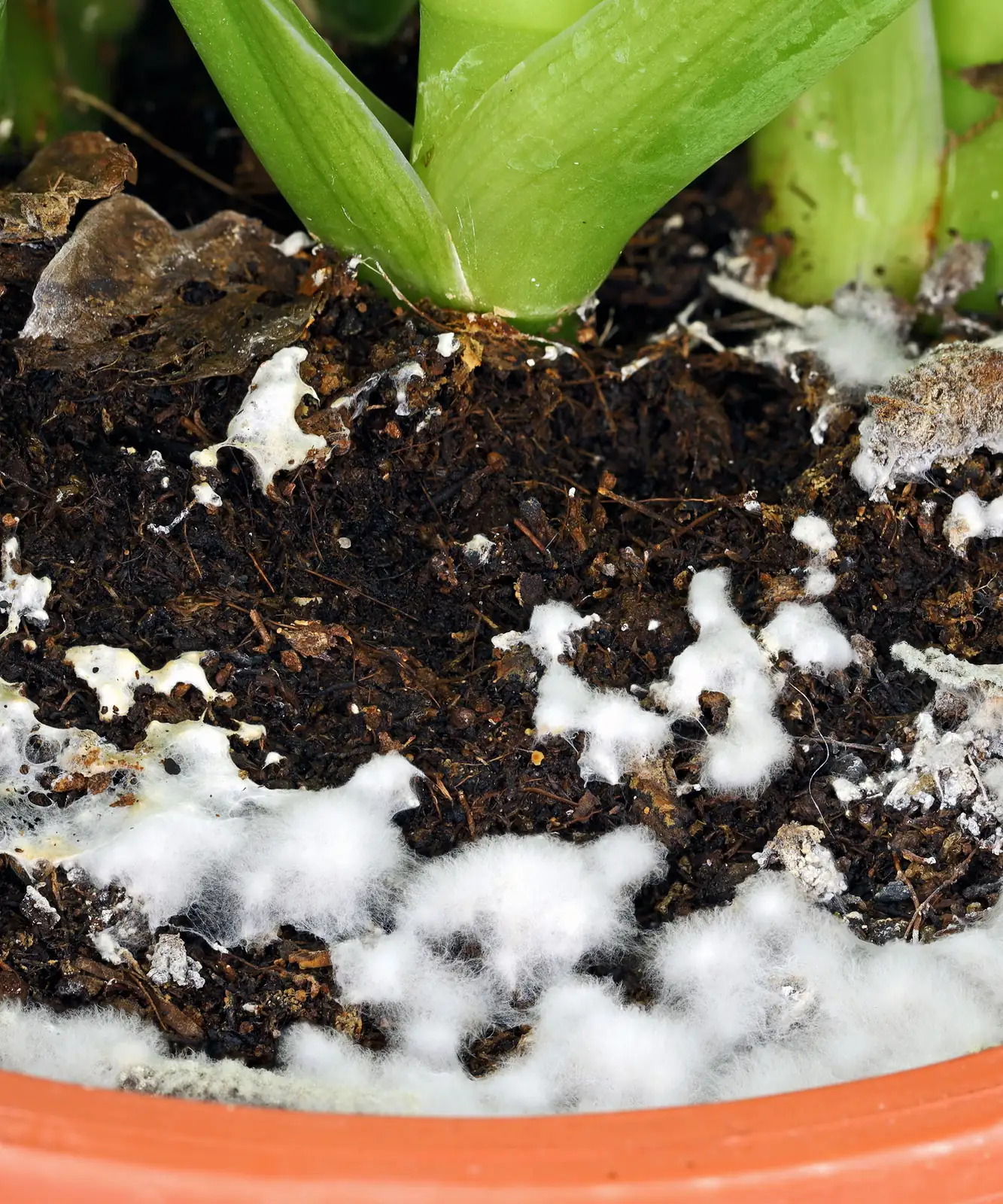 Beat the Heat: Tips to Prevent Plant Rot and Mold in Humid Weather