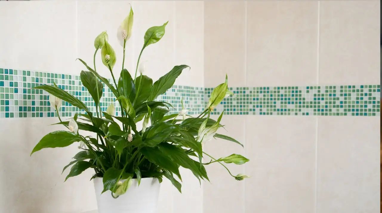 peace lily in bathroom