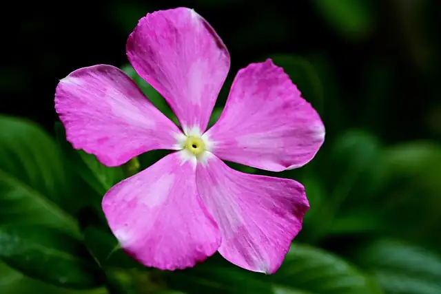 Madagascar periwinkle in pots