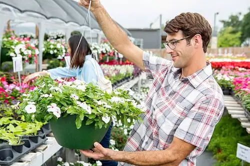 Madagascar periwinkle hanging basket