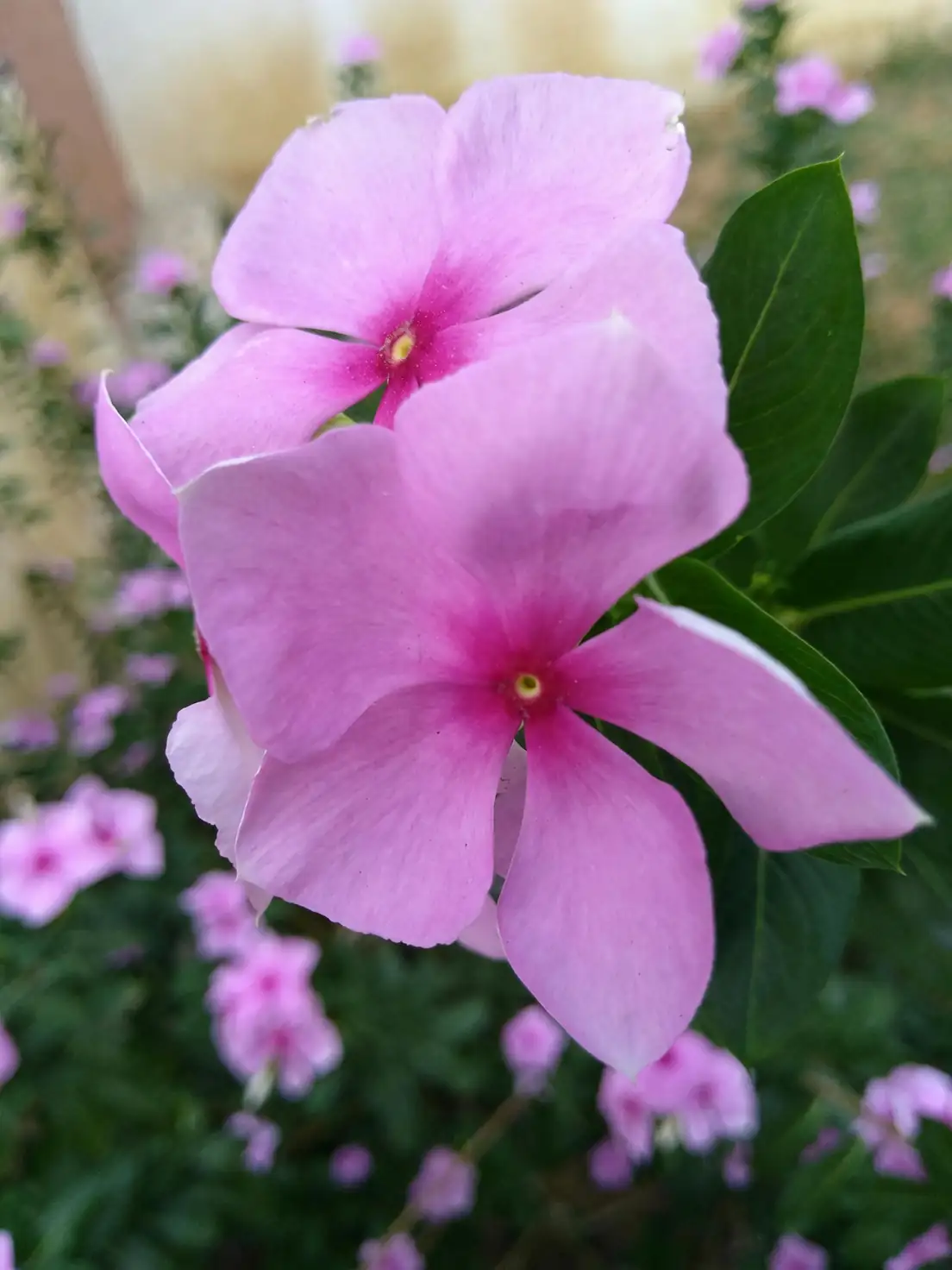Propagation Pro: How to Multiply Your Madagascar Periwinkle Collection