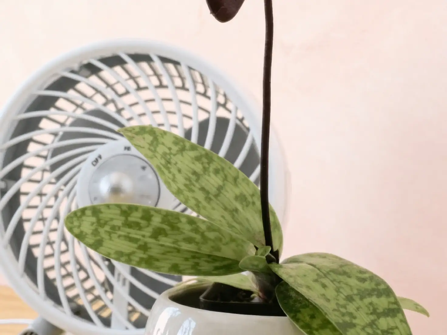 fan near houseplants