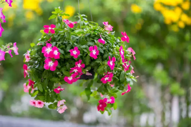 madagascar periwinkle seed tray
