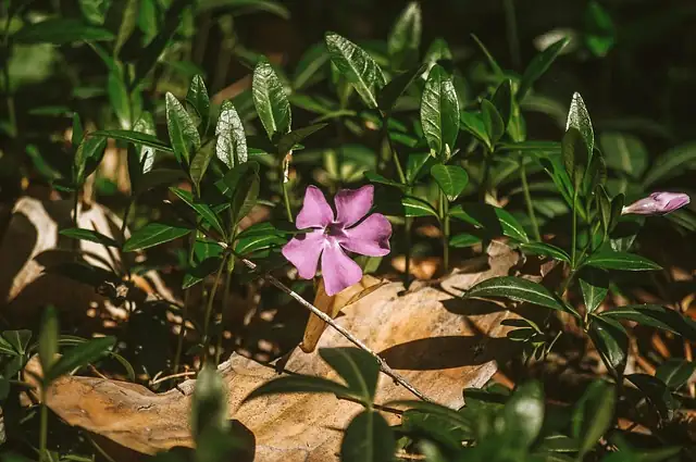 madagascar periwinkle cutting preparation