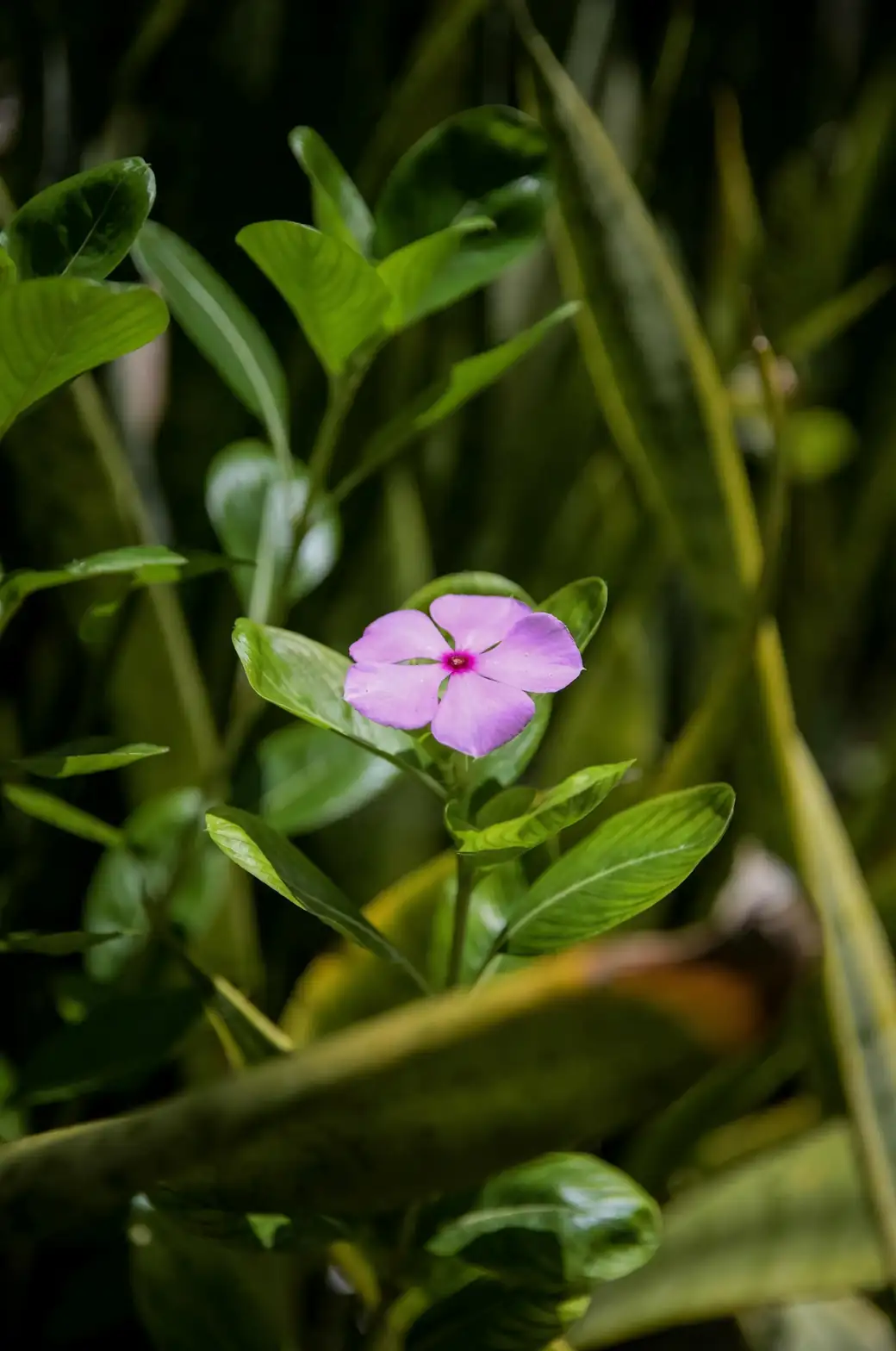 madagascar periwinkle in sunlight