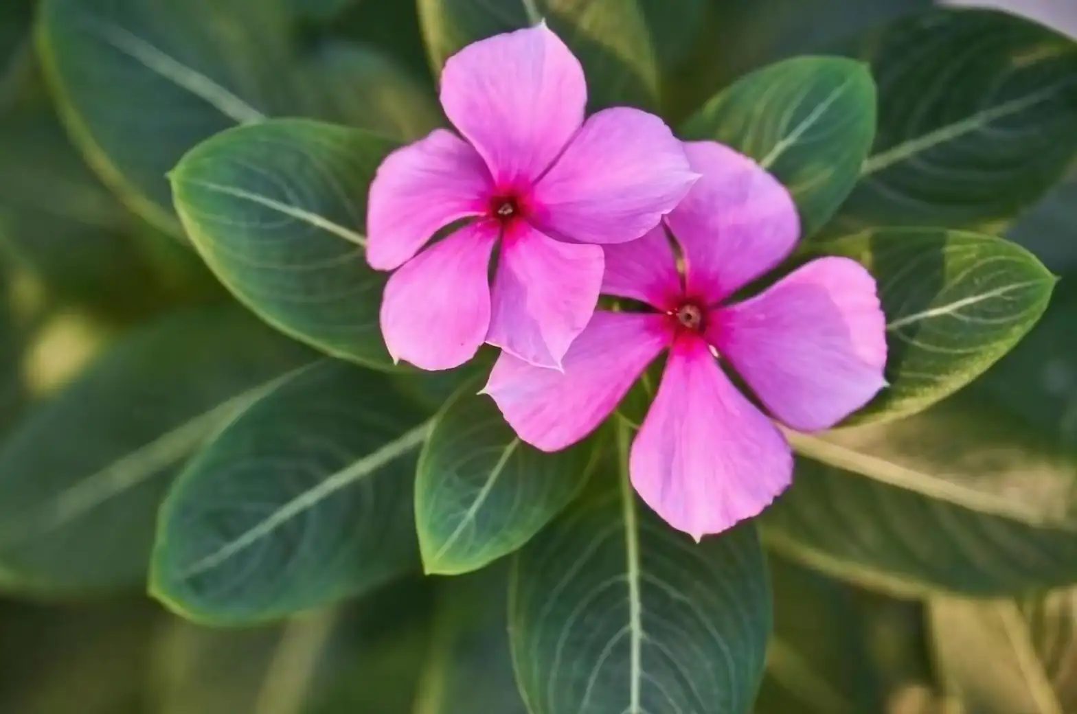 Companion Planting Perfection: Pairing Catharanthus Roseus with Garden Allies