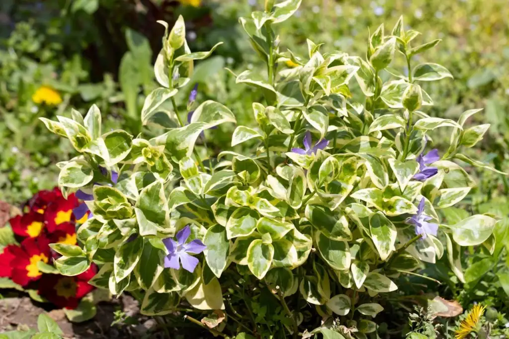 periwinkle and marigolds garden bed