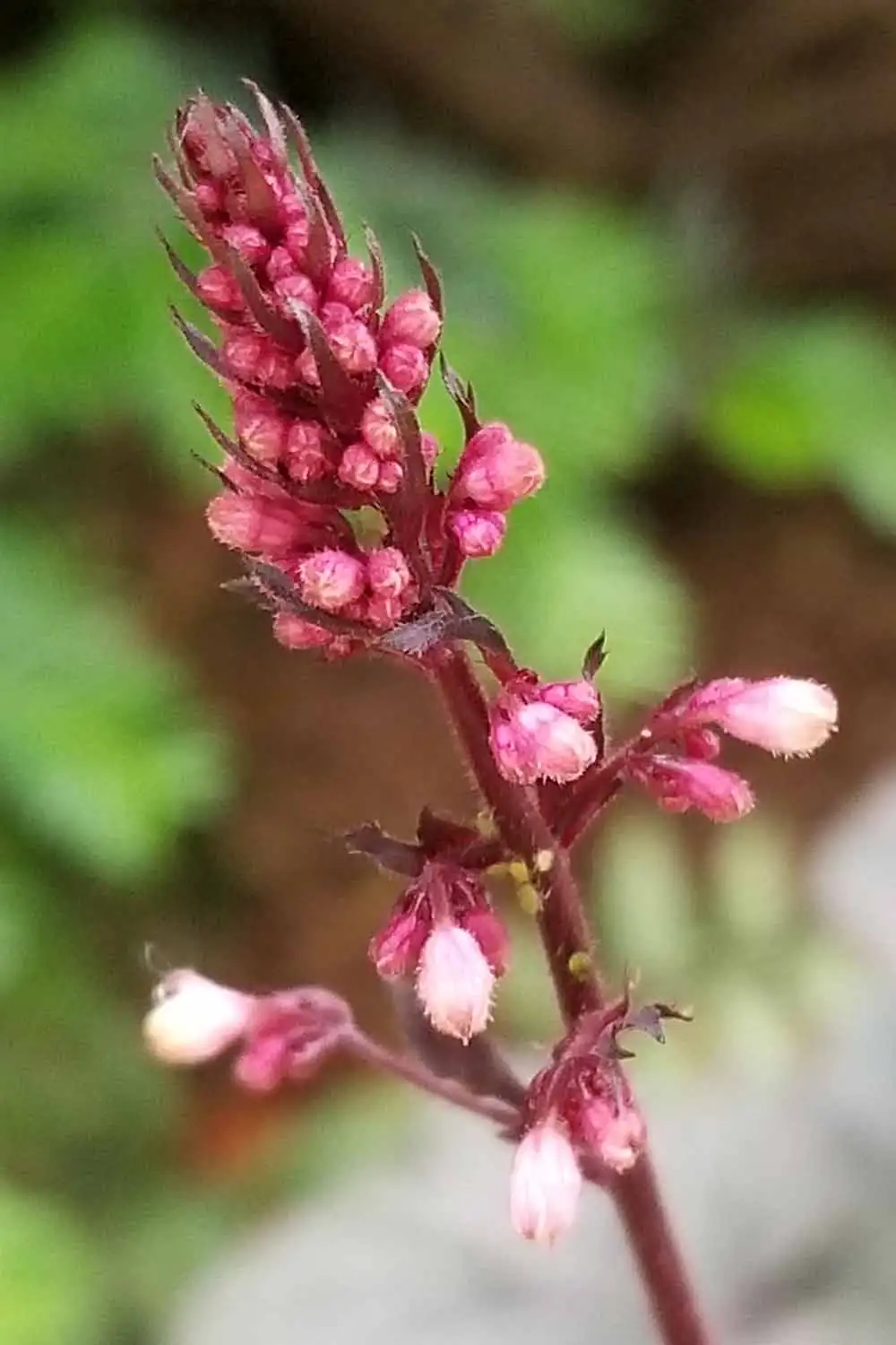 Coral Bells in rocky terrain