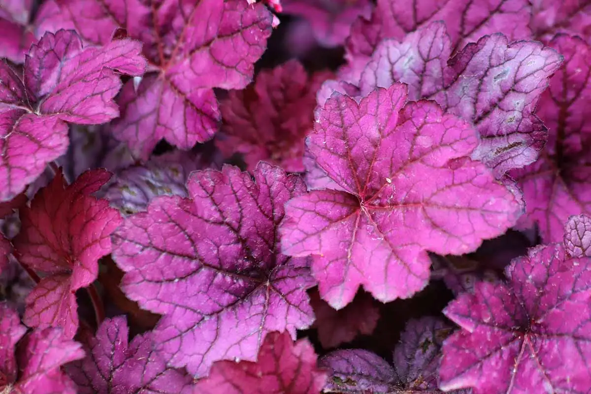 Variety of Coral Bells foliage