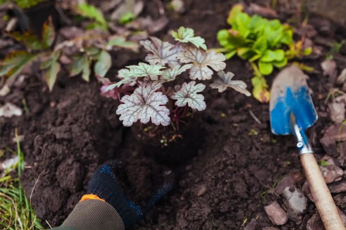 Gardener tending Coral Bells