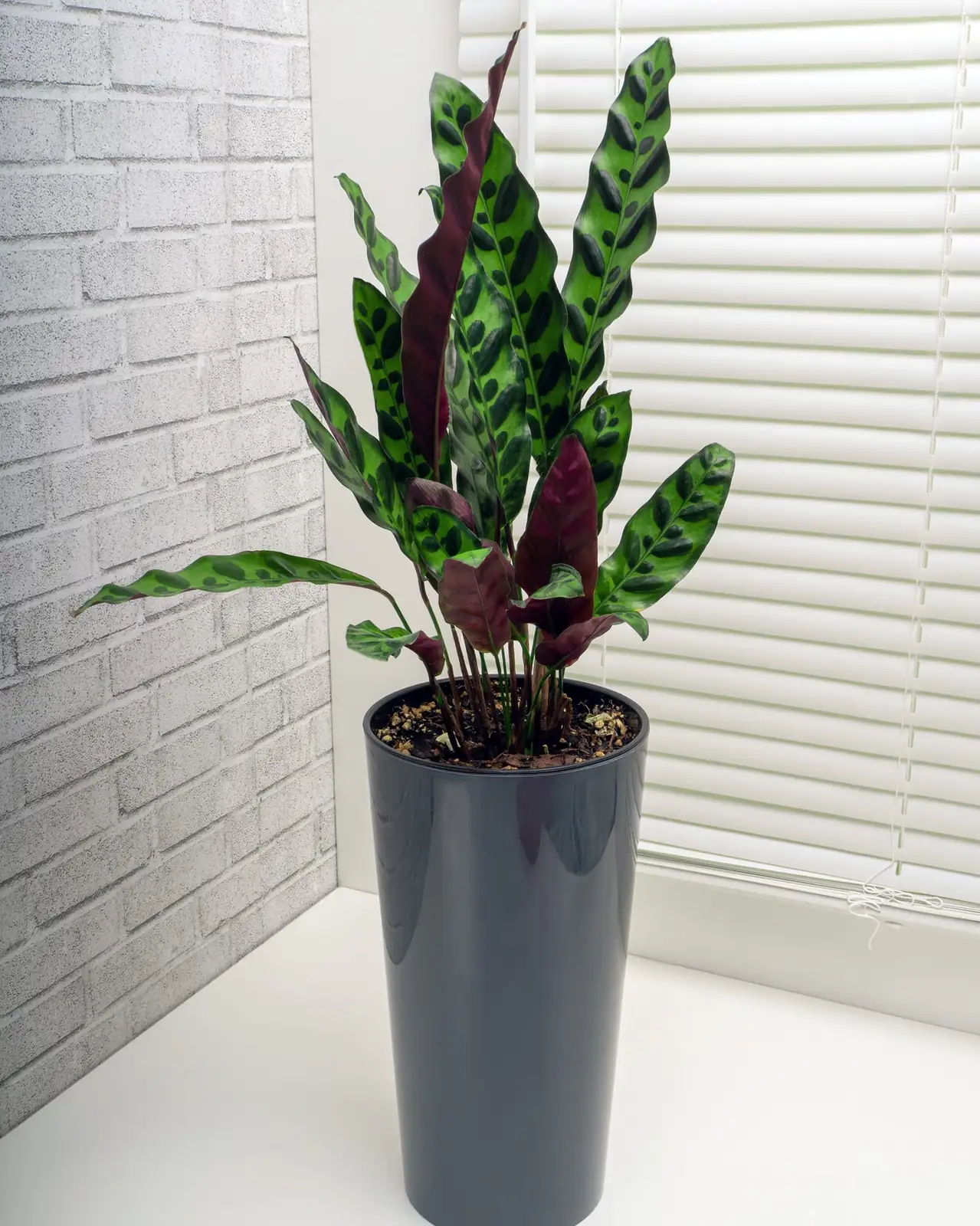 indoor plants with sunlight