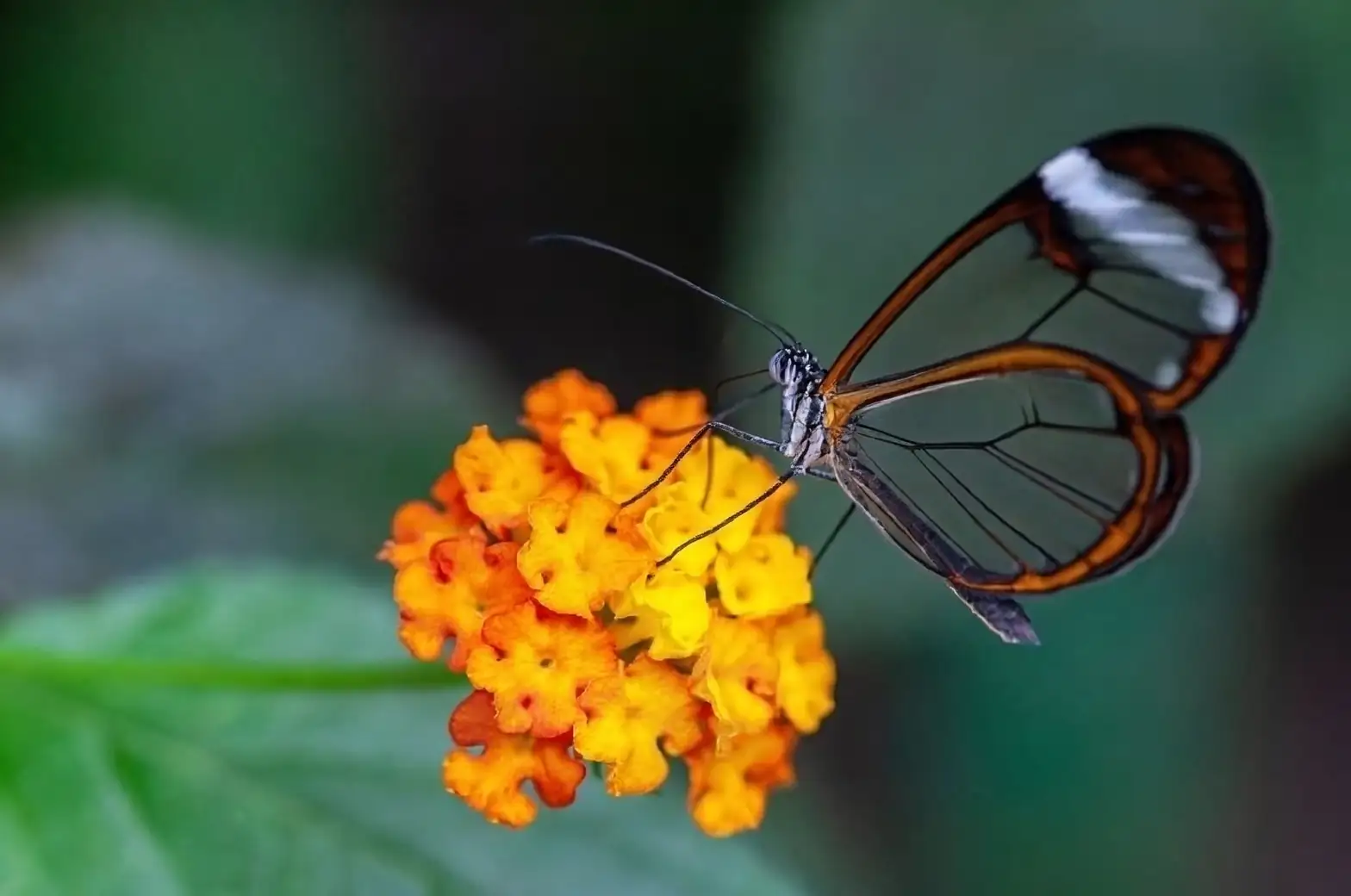 Troubleshooting Lantana: How to Handle Pests and Diseases Like a Pro