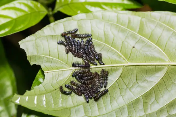 caterpillar on lantana leaf