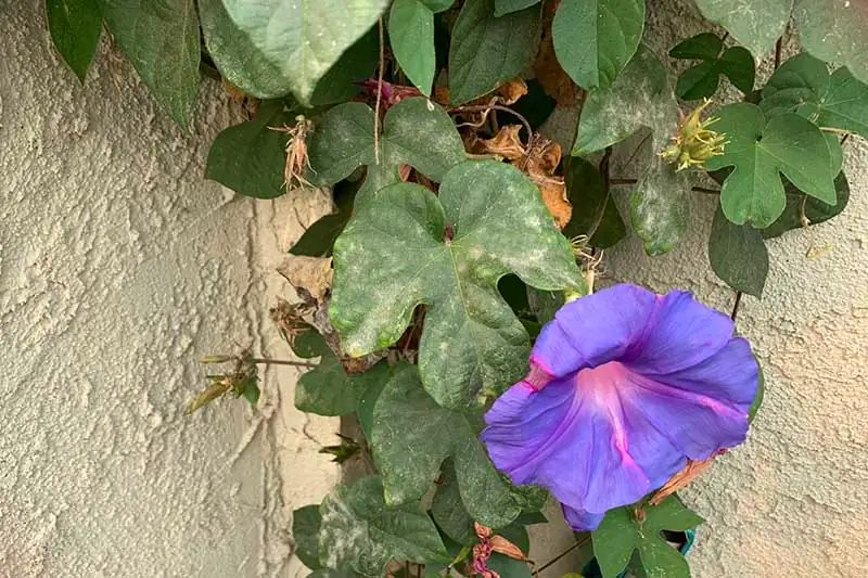 lantana plant with powdery mildew
