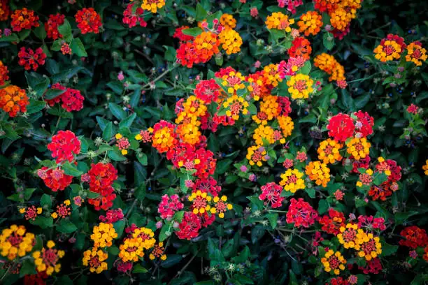 lantana camara european garden