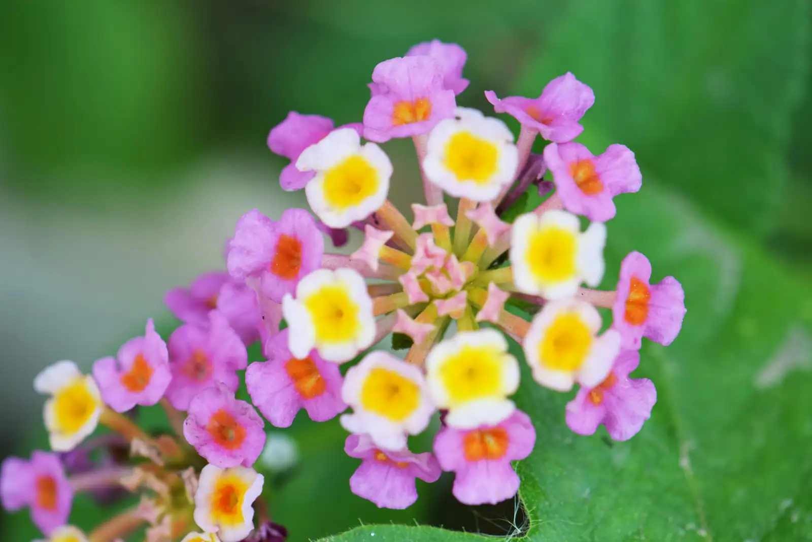 lantana camara color change flowers