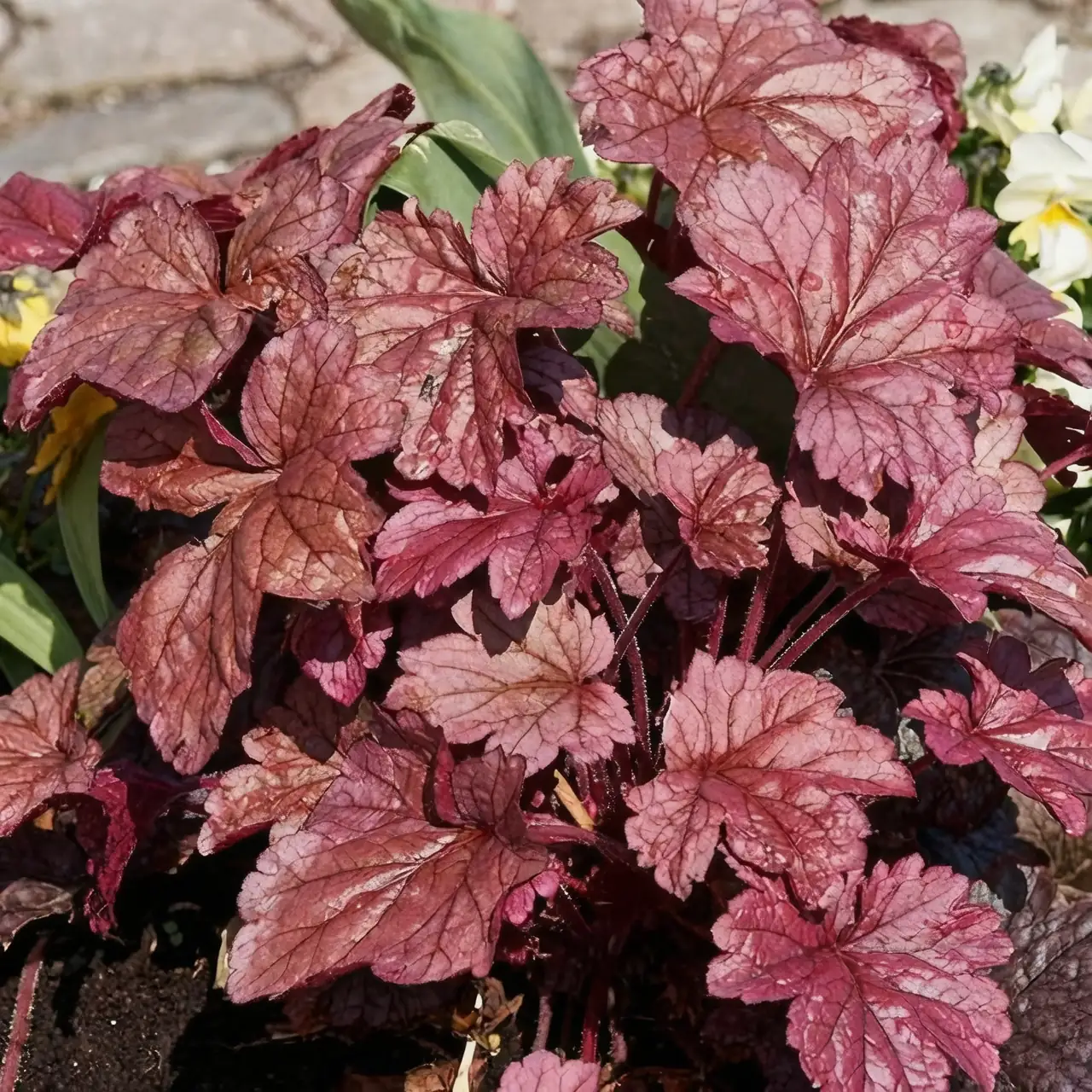 Whispers of Affection: The Symbolic Language of Coral Bells