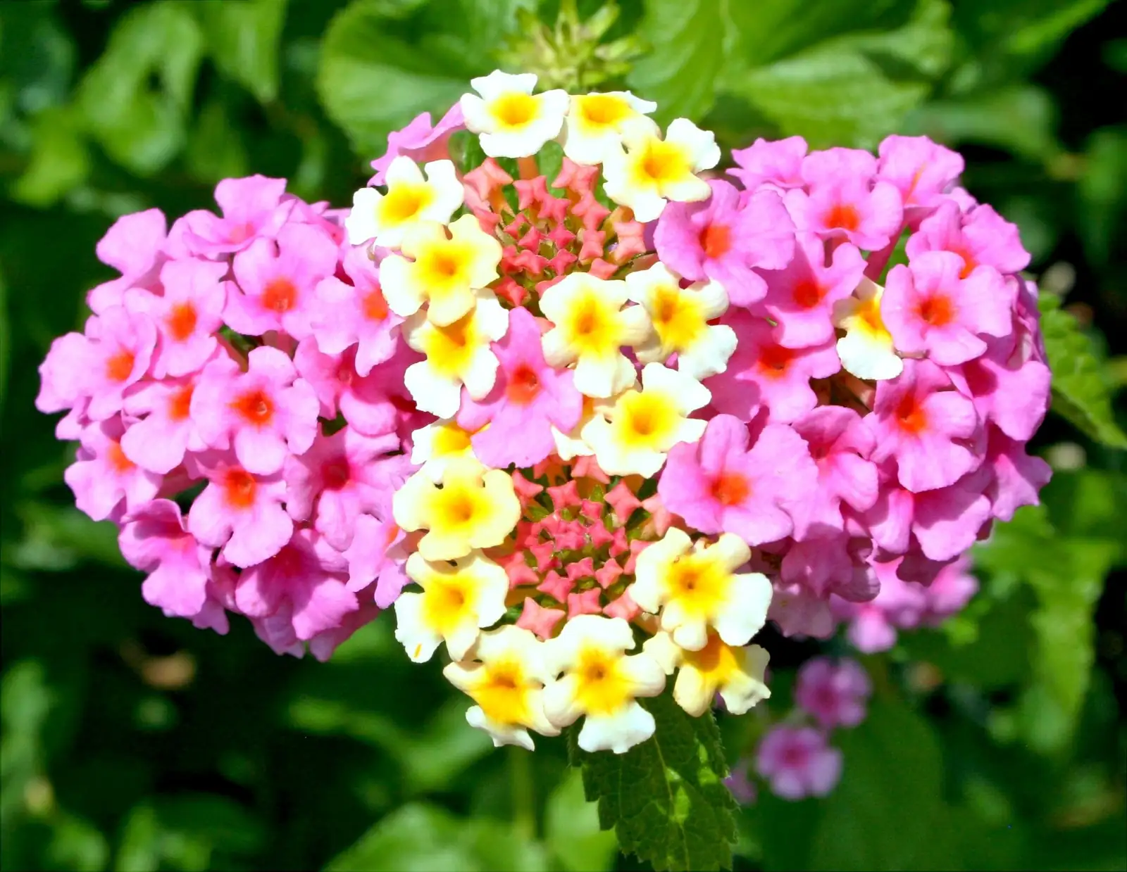 lantana camara sunny garden bed
