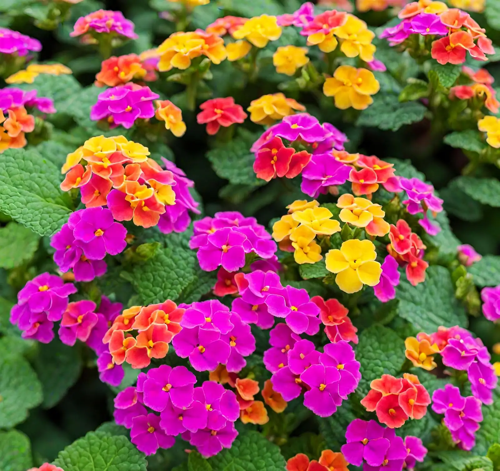Why Do Lantana Flowers Change Colors? The Science Behind Nature’s Magic
