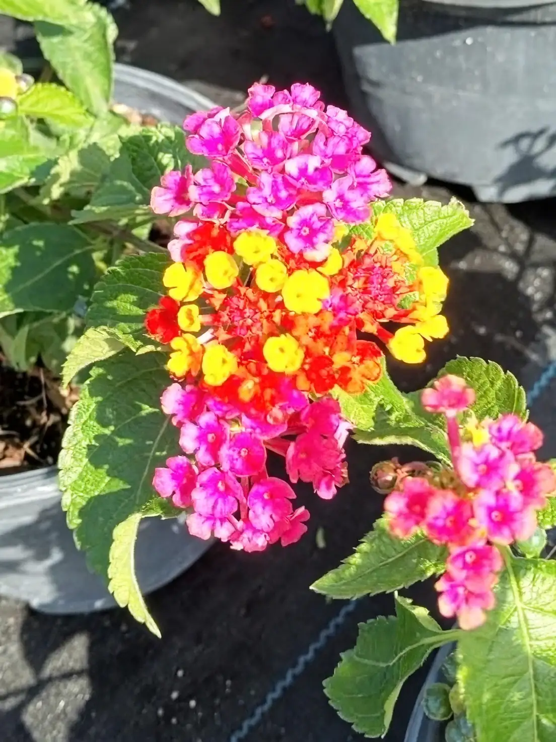 lantana flowers pollinators