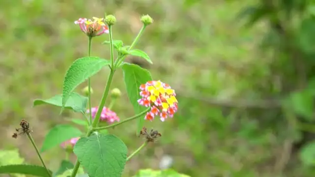 lantana color change close-up