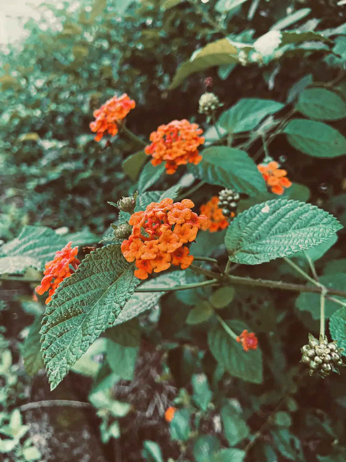 Lantana’s Secret Language of Flowers: Resilience and Transformation