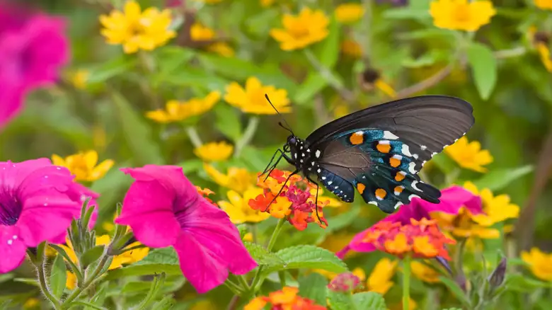 lantana garden with butterflies