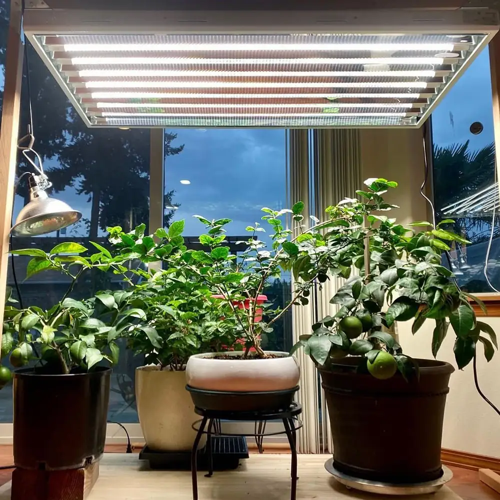 Shedding Light on Plant Growth: A Simple Guide to Grow Light Spectrums