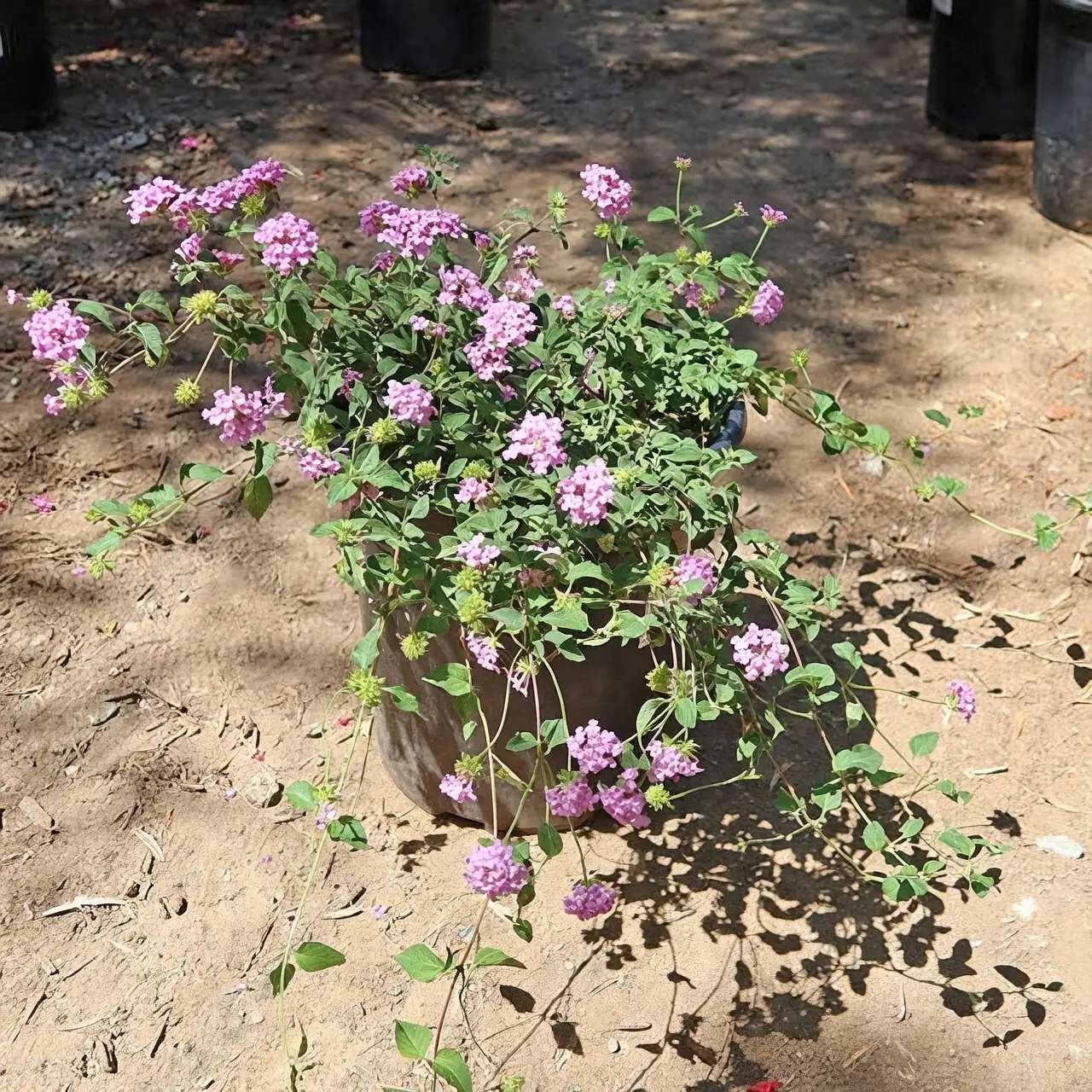 lantana in dry landscape