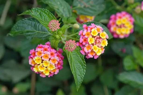lantana in garden border